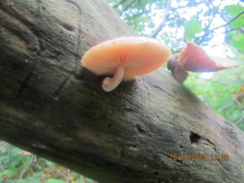 Rhodotus palmatus Rhodotus palmatus
